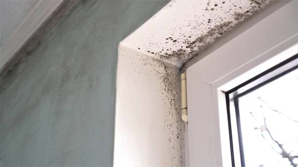 Office Mold Removal Services in Oconto Falls, WI
