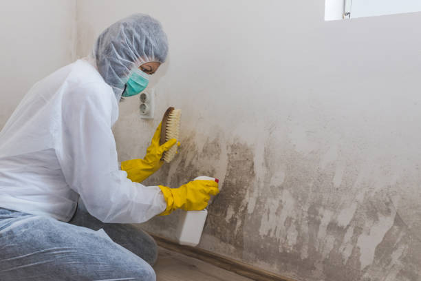 Best Black Mold Removal  in Oconto Falls, WI