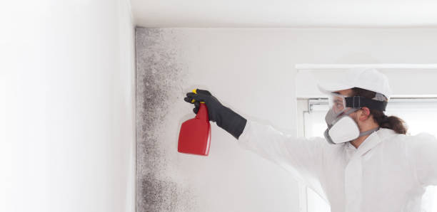 Certified Mold Removal in Oconto Falls, WI