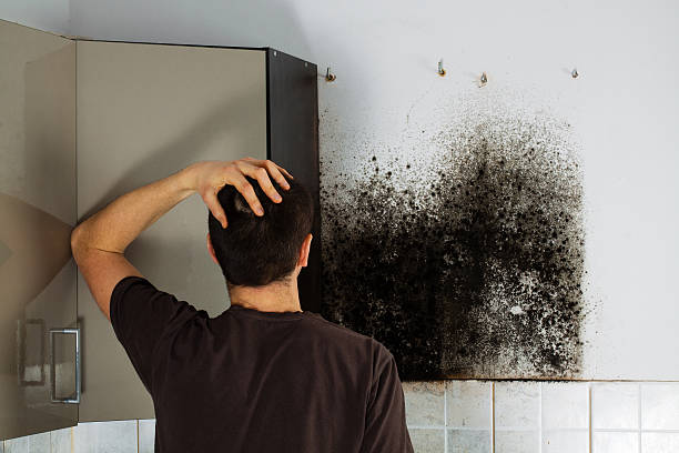 Best Mold Removal Company Near Me  in Oconto Falls, WI